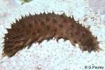 Enlarged Image of 'Holothuria difficilis'