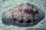 Enlarged Image of 'Holothuria fuscogilva'