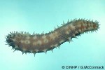 Enlarged Image of 'Holothuria hilla'