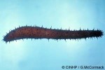 Enlarged Image of 'Holothuria leucospilota'