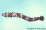 Enlarged Image of 'Holothuria pervicax'