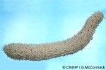 Enlarged Image of 'Holothuria rigida'