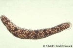 What Am I? Click to display answer!