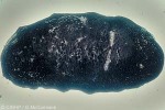 Enlarged Image of 'Holothuria whitmaei'