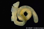 Balanoglossid species