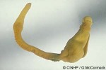 Enlarged Image of 'Ptychodera flava'