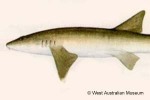What Am I? Click to display answer!