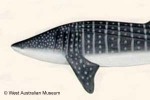 Enlarged Image of 'Rhincodon typus'