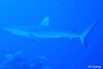 Enlarged Image of 'Carcharhinus amblyrhynchos'