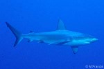 Enlarged Image of 'Carcharhinus galapagensis'