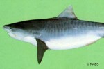 What Am I? Click to display answer!