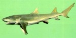 Enlarged Image of 'Negaprion acutidens'