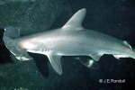 Scalloped Hammerhead Shark (Sphyrna lewini)