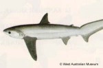 Enlarged Image of 'Alopias pelagicus'