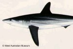 Enlarged Image of 'Isurus oxyrinchus'