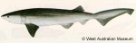Enlarged Image of 'Hexanchus griseus'
