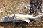 What Am I? Click to display answer!