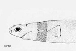Enlarged Image of 'Isistius brasiliensis'