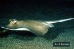 Enlarged Image of 'Dasyatis kuhlii'