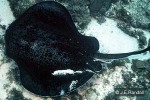 Giant Reef-Ray (Taeniura meyeni)