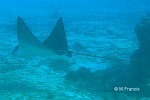 Spotted Eagle-Ray (Aetobatus narinari)
