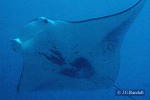 Manta Ray (Manta birostris)