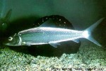 Enlarged Image of 'Albula glossodonta'