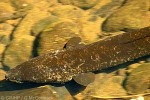 Enlarged Image of 'Anguilla marmorata'