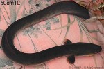 Pacific Shortfin Eel (Anguilla obscura)