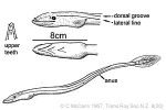 Enlarged Image of 'Moringua javanica cf.'