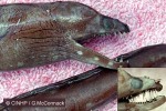Enlarged Image of 'Enchelynassa canina'