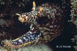 Enlarged Image of 'Enchelycore pardalis'