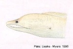 Whitemargin Moray (Enchelycore schismatorhynchus)