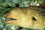 Enlarged Image of 'Gymnothorax flavimarginata'