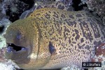 Enlarged Image of 'Gymnothorax javanicus'