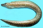 Enlarged Image of 'Gymnothorax margaritophorus'