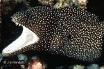 Enlarged Image of 'Gymnothorax meleagris'
