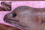Enlarged Image of 'Gymnothorax monostigmus'