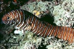 Zebra Moray (Gymnomuraena zebra)