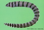 Enlarged Image of 'Gymnothorax rueppelliae'