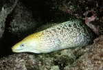 What Am I? Click to display answer!