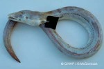 Enlarged Image of 'Brachysomophis crocodilinus'