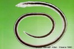 Enlarged Image of 'Callechelys catostomus'