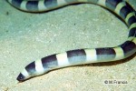 Saddled Snake-eel (Leiuranus semicinctus)