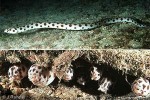 Spotted Snake-Eel (Myrichthys maculosus)