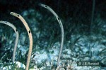 Spotted Garden-Eel (Heteroconger hassi)