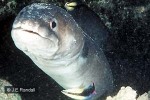 Enlarged Image of 'Conger cinereus'