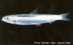 Enlarged Image of 'Spratelloides delicatulus'