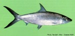 Milkfish (Chanos chanos)