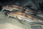 Striped Catfish (Plotosus lineatus)